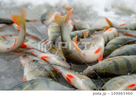 Ice fishing, perch on the snow. Winter activity 109865460