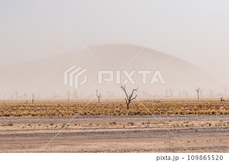 Sossusvlei in a sandstorm Sossusvlei in a sandstorm 109865520
