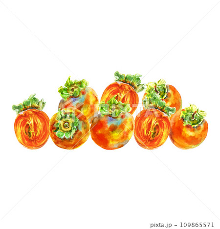 Template of persimmon orange fruit with leaves. Watercolor hand-drawn elements. Isolated on white background. Delicious fruit clip-art illustration. Used on labels, napkins, towels, tableware, package 109865571