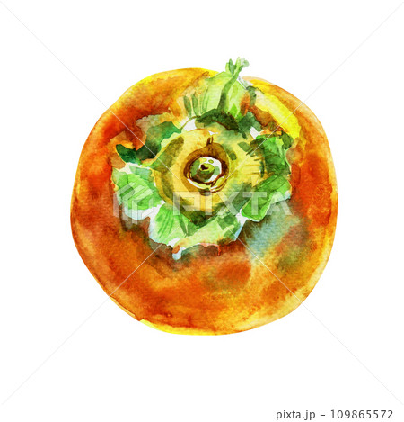 Hand drawn watercolor persimmon, isolated on white background. Delicious fruit clip-art illustration. Realistic painting,would look great on fabric, kitchen towels or food packaging Hand drawn watercolor persimmon, isolated on white background. Delicious fruit clip-art illustration. Realistic painting,would look great on fabric, kitchen towels or food packaging 109865572