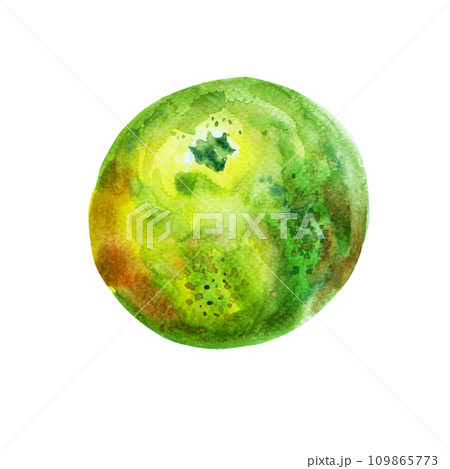 Orange fruit art painting. Watercolor hand-drawn elements. Isolated on white background. Delicious fruit clip-art illustration. Used on labels, napkins, towels, tableware, package 109865773