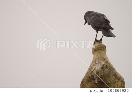 Western Eurasian jackdaw. Western Eurasian jackdaw. 109865929