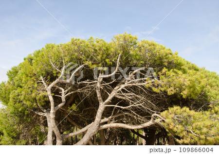 Stone pine Pinus pinea. 109866004
