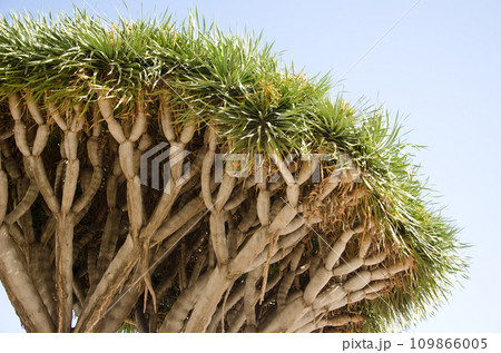 Canary Islands dragon tree. 109866005