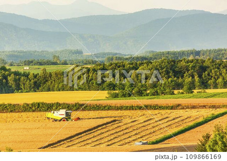 夕暮れのパッチワークの丘 麦畑 北海道美瑛町 夕暮れのパッチワークの丘 麦畑 北海道美瑛町 109866169