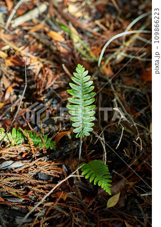 Small fern plants emerging from soil 109866223
