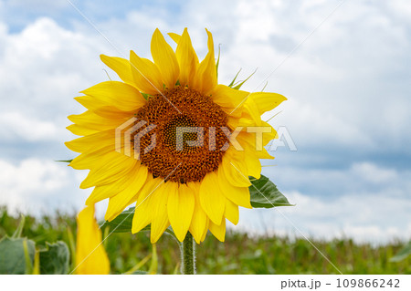 Beautiful field of yellow sunflowers on a background of blue sky with clouds 109866242