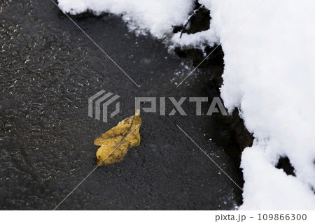 autumn leaf covered frost on abstract natural background close up. frozen fallen tree leaf. autumn season. first rime, cold weather concept. 109866300