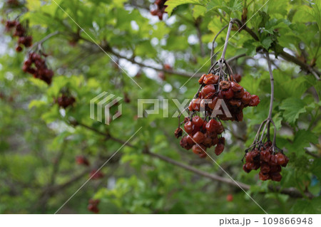 Dry last year's red viburnum berries on a branch in the spring, among young leaves. Dry last year's red viburnum berries on a branch in the spring, among young leaves. 109866948