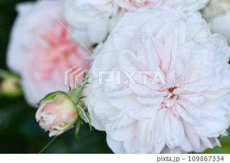 beautiful soft pink weddingn roses flower blooming in garden. close up shot. cloudy beautiful soft pink weddingn roses flower blooming in garden. close up shot. cloudy 109867334