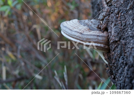 サルノコシカケ 109867360