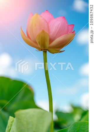 A pink lotus flower sways in the wind. Against the background of their green leaves. Lotus field on the lake in natural environment. 109867432