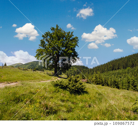 Carpathian mountain summer country landscape 109867572