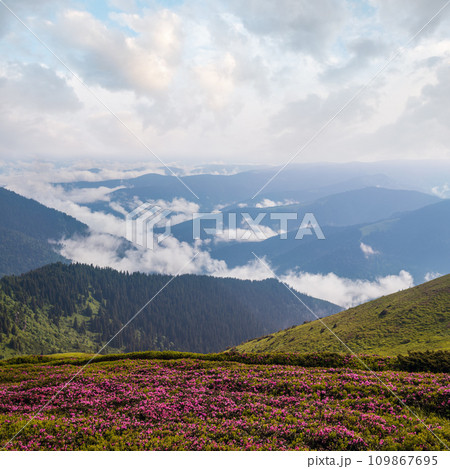 Pink rose rhododendron flowers on summer mountain slope 109867695