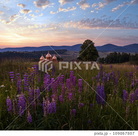 Twilight June Carpathian mountain countryside meadows. with beautiful wild flowers 109867807