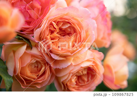 amazing royal double pink-apricot color roses blossom in garden. close up shot. amazing royal double pink-apricot color roses blossom in garden. close up shot. 109867825