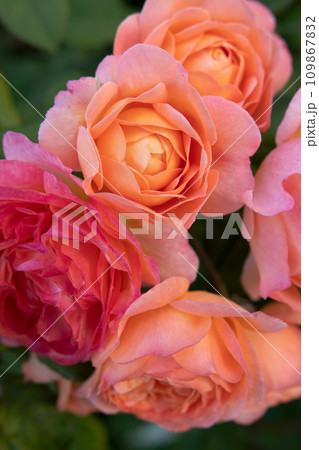 amazing royal double pink-apricot color roses blossom in garden. close up shot. 109867832
