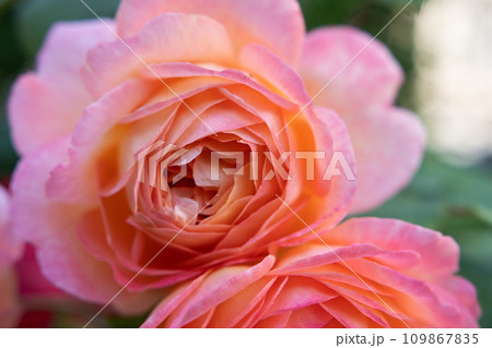 amazing royal double pink-apricot color roses blossom in garden. close up shot. 109867835