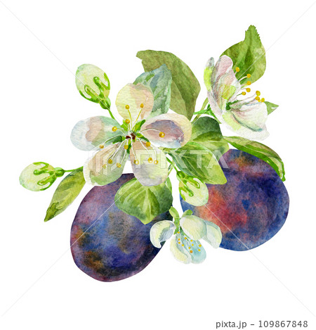 The branch of the plums with leaves and flowers on an isolated on a white background. Realistic illustration with watercolor hand drawn. Would look great on fabric, kitchen towels or food packaging The branch of the plums with leaves and flowers on an isolated on a white background. Realistic illustration with watercolor hand drawn. Would look great on fabric, kitchen towels or food packaging 109867848