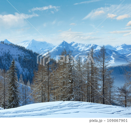 Winter grove near Dachstein mountain massif Winter grove near Dachstein mountain massif 109867901