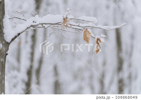 豪雪のブナの森 豪雪のブナの森 109868049