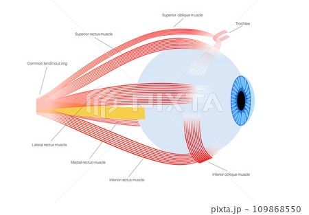 Extraocular muscles anatomy Extraocular muscles anatomy 109868550