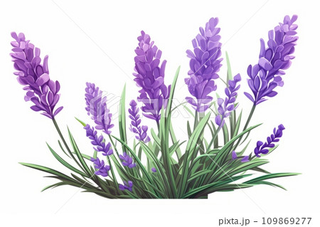 Blooming lavender bouquet Blooming lavender bouquet 109869277