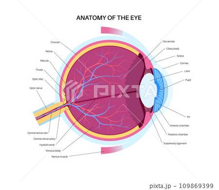 Eye anatomy poster Eye anatomy poster 109869399