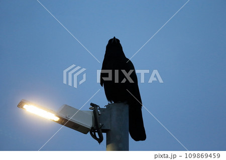 街灯にとまっているカラス 109869459