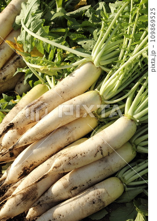 大根の収穫 大根の収穫 109869525