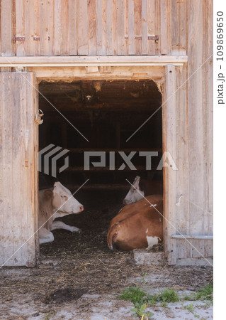 Two brown and white cows lying in a wooden barn in Austria Two brown and white cows lying in a wooden barn in Austria 109869650