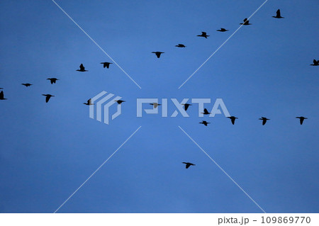 渡り鳥　イメージ 109869770