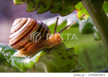 Beautiful lovely snail in grass with morning dew. 109869865