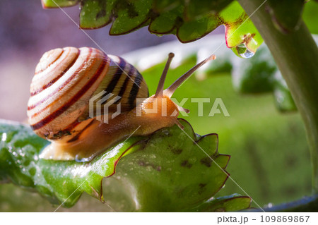 Beautiful lovely snail in grass with morning dew. 109869867