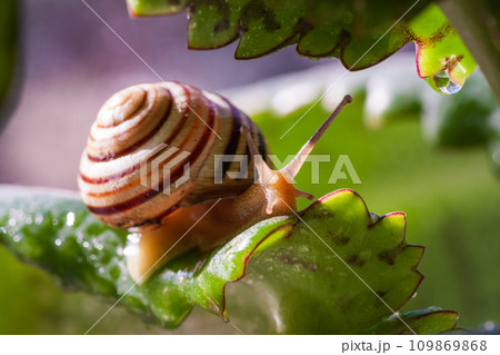 Beautiful lovely snail in grass with morning dew. 109869868
