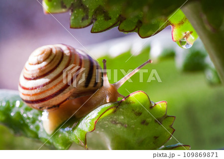 Beautiful lovely snail in grass with morning dew. Beautiful lovely snail in grass with morning dew. 109869871