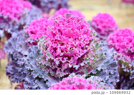 ハボタンの花 109869932