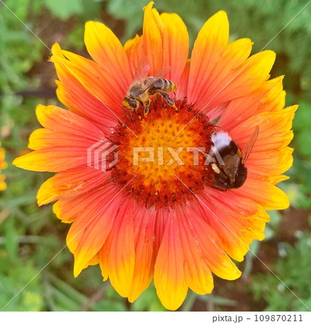 Bee on the flowers during summer Bee on the flowers during summer 109870211