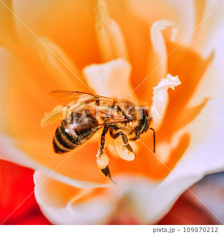 Bee on the flowers during summer Bee on the flowers during summer 109870212
