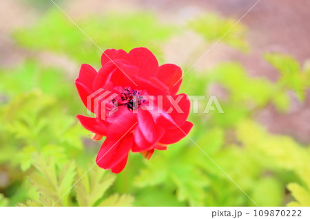 アネモネの花 アネモネの花 109870222