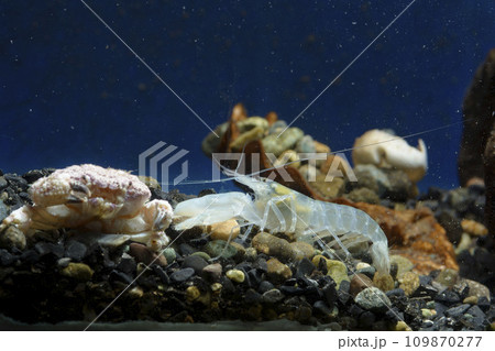 テッポウエビ エビ pistol shrimp オウギガニ ウモレオウギガニ カニ 甲殻類 毒ガニ テッポウエビ エビ pistol shrimp オウギガニ ウモレオウギガニ カニ 甲殻類 毒ガニ 109870277