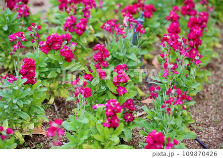 ストックの花 109870426