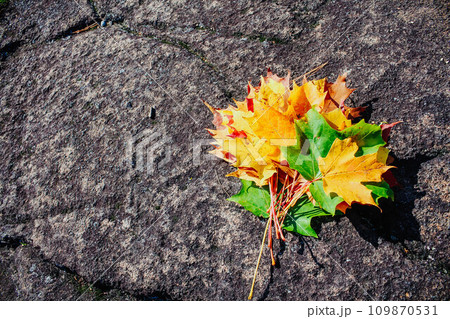 Autumn colorful fall leaves on ground. Maple leaves. Nature background 109870531