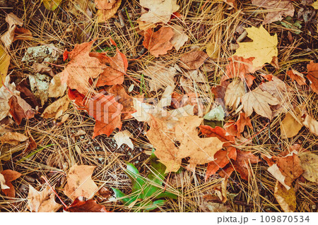 Autumn colorful leaves in fall on ground. Maple leaves. Nature background 109870534