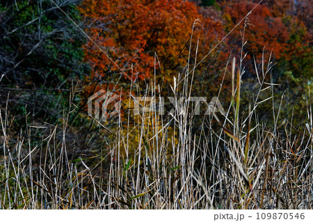 海上の森 篠田砂防池の紅葉 海上の森 篠田砂防池の紅葉 109870546