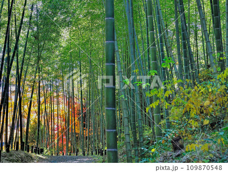 竹林と紅葉 竹林と紅葉 109870548