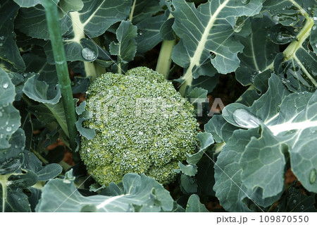 冬12月氷雨の水滴が付いた栽培されているブロッコリー 109870550