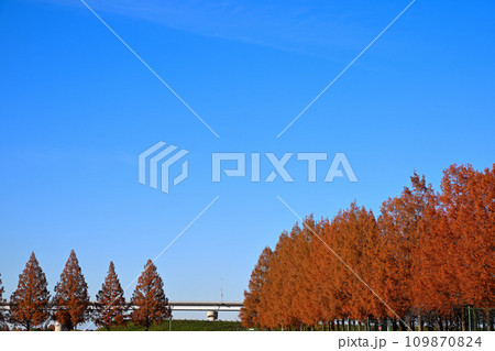 紅葉のメタセコイア並木　さいたま市西区 109870824