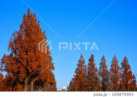 紅葉のメタセコイア並木 遠くに大宮ソニックビル 紅葉のメタセコイア並木 遠くに大宮ソニックビル 109870905
