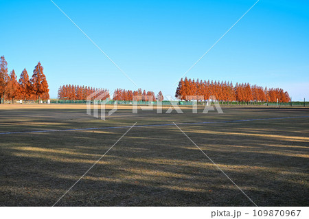 紅葉のメタセコイア並木　大宮健保グラウンド　初冬の風景 109870967